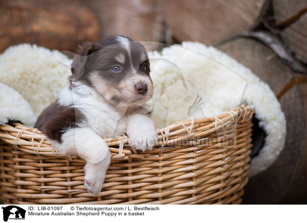 Miniature Australian Shepherd Puppy in a basket / LIB-01097