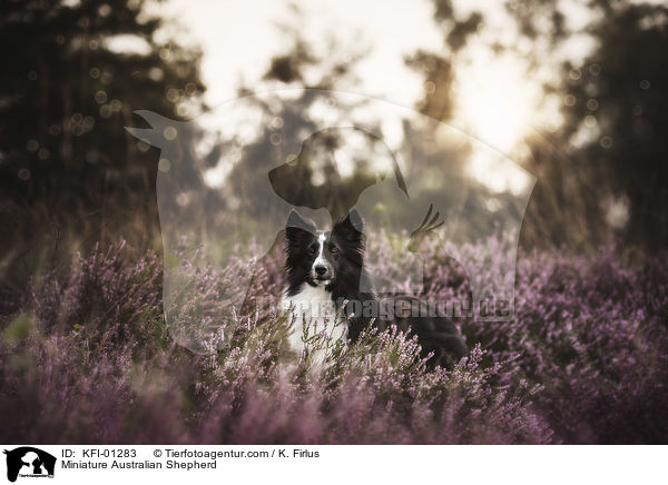 Miniature Australian Shepherd / KFI-01283