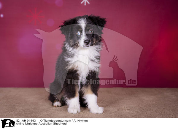 sitting Miniature Australian Shepherd / AH-01493