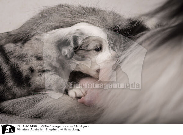 Miniature Australian Shepherd beim Saugen / Miniature Australian Shepherd while sucking, / AH-01498