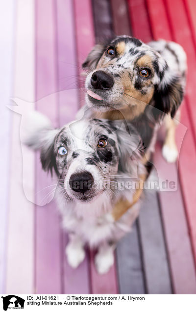sitting Miniature Australian Shepherds / AH-01621