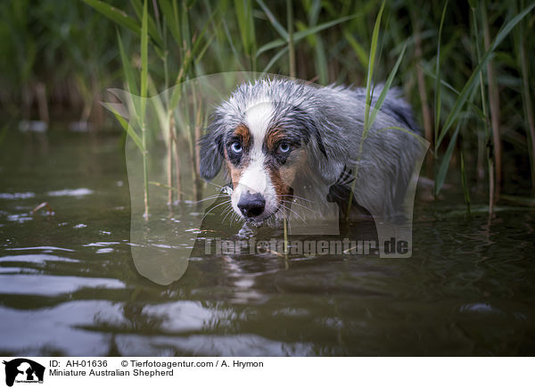 Miniature Australian Shepherd / AH-01636