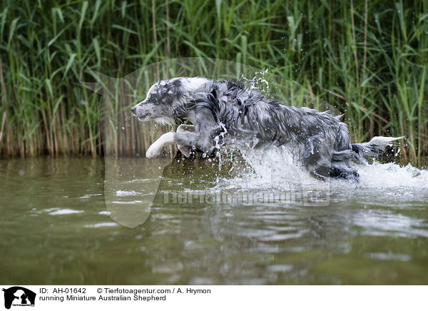 running Miniature Australian Shepherd / AH-01642