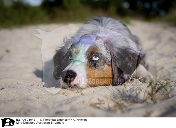 lying Miniature Australian Shepherd / AH-01645