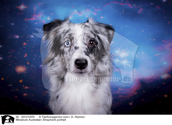 Miniature Australian Shepherd Portrait / Miniature Australian Shepherd portrait / AH-01655