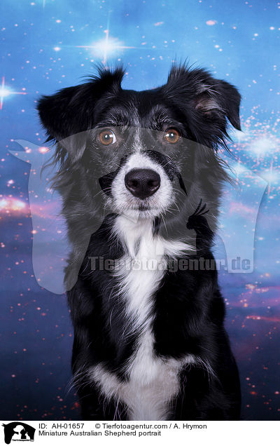 Miniature Australian Shepherd Portrait / Miniature Australian Shepherd portrait / AH-01657