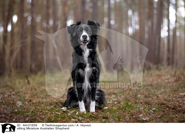 sitting Miniature Australian Shepherd / AH-01659