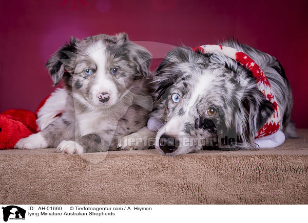 lying Miniature Australian Shepherds / AH-01660