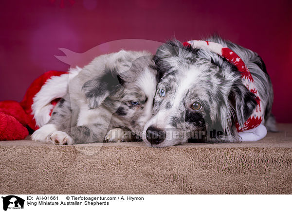 lying Miniature Australian Shepherds / AH-01661