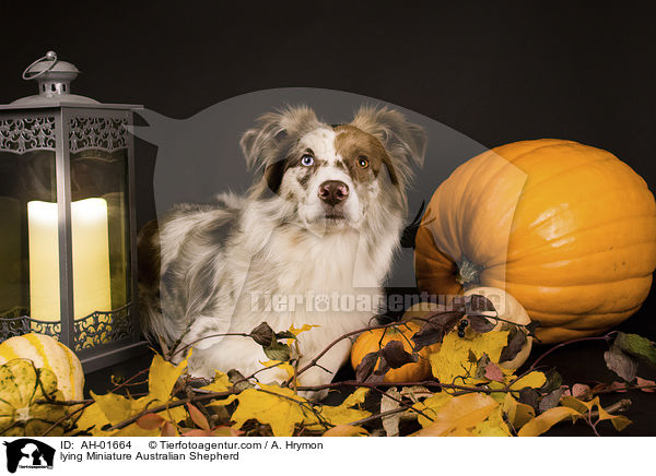 liegender Miniature Australian Shepherd / lying Miniature Australian Shepherd / AH-01664