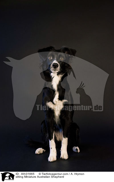 sitting Miniature Australian Shepherd / AH-01665