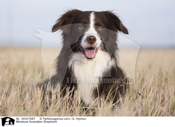 Miniature Australian Shepherd / Miniature Australian Shepherd / AH-01667