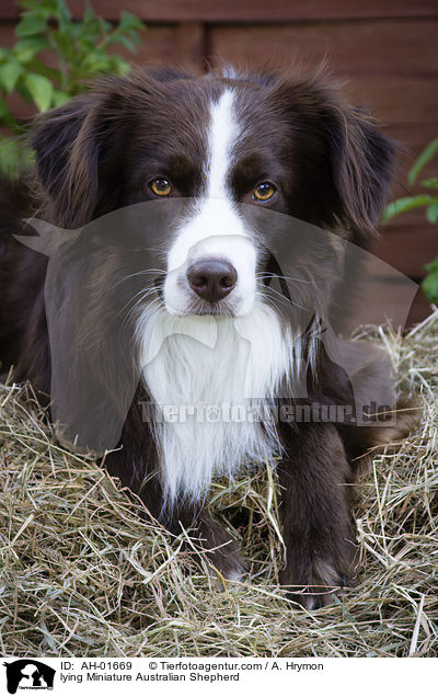 lying Miniature Australian Shepherd / AH-01669