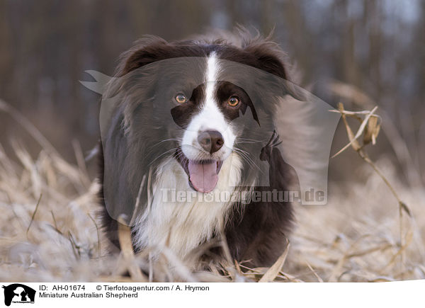 Miniature Australian Shepherd / Miniature Australian Shepherd / AH-01674