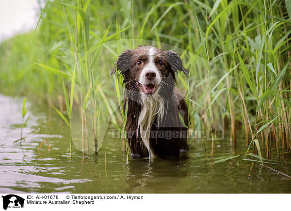 Miniature Australian Shepherd / AH-01678