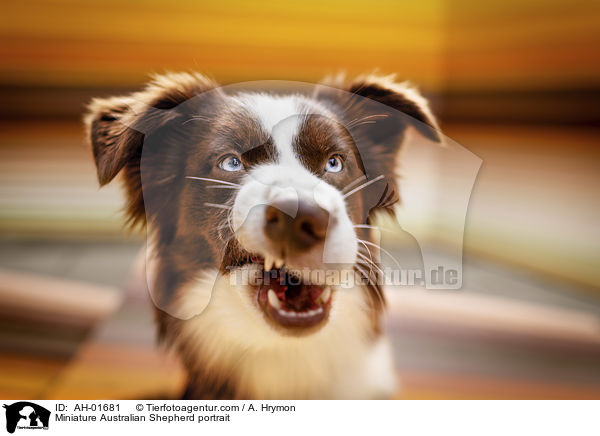 Miniature Australian Shepherd portrait / AH-01681