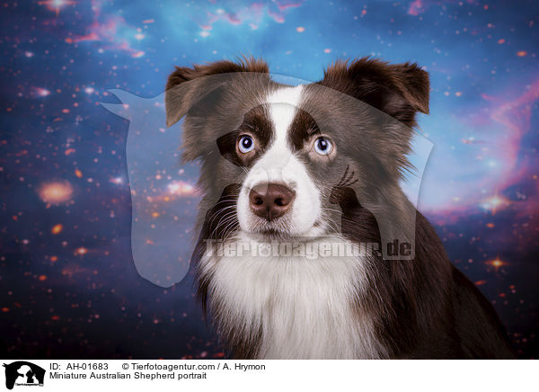Miniature Australian Shepherd Portrait / Miniature Australian Shepherd portrait / AH-01683
