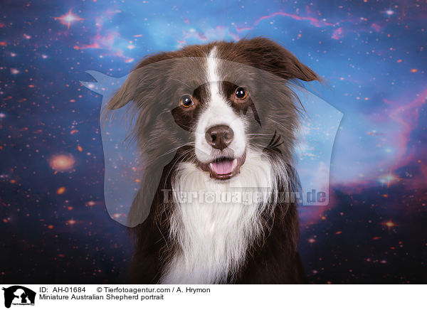 Miniature Australian Shepherd Portrait / Miniature Australian Shepherd portrait / AH-01684