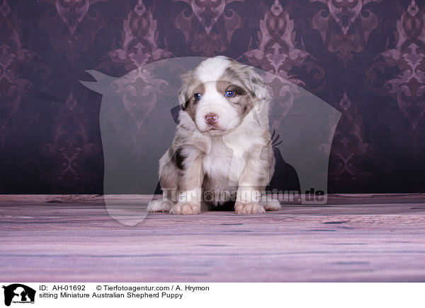 sitting Miniature Australian Shepherd Puppy / AH-01692