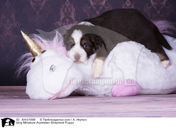 lying Miniature Australian Shepherd Puppy / AH-01698