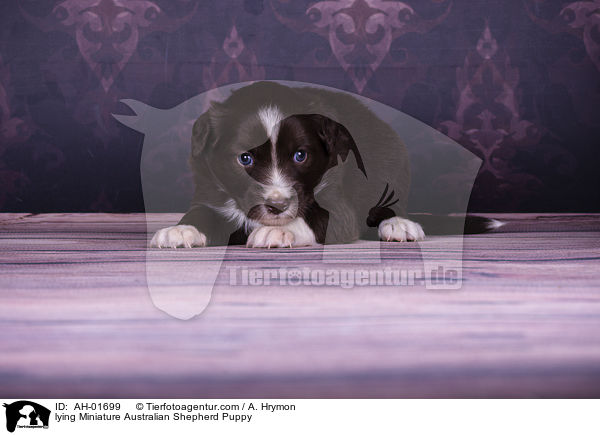 lying Miniature Australian Shepherd Puppy / AH-01699