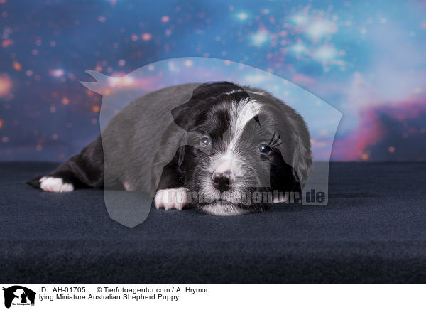 liegender Miniature Australian Shepherd Welpe / lying Miniature Australian Shepherd Puppy / AH-01705