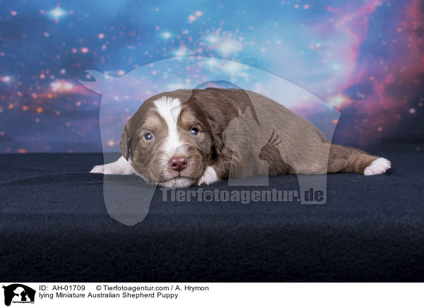 lying Miniature Australian Shepherd Puppy / AH-01709