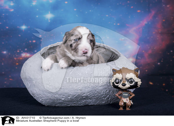 Miniature Australian Shepherd Welpe in einer Schale / Miniature Australian Shepherd Puppy in a bowl / AH-01710