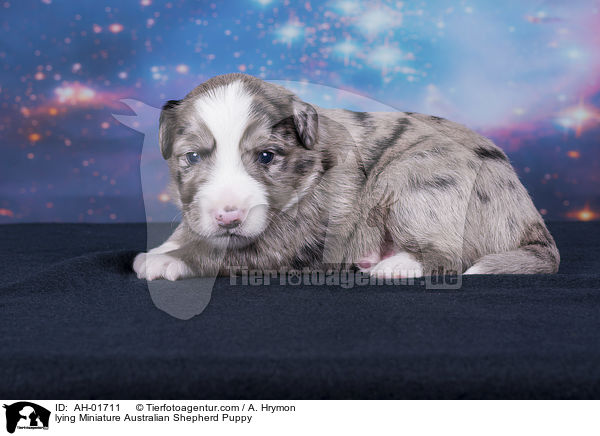 liegender Miniature Australian Shepherd Welpe / lying Miniature Australian Shepherd Puppy / AH-01711