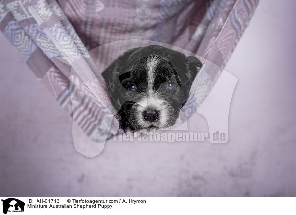 Miniature Australian Shepherd Welpe / Miniature Australian Shepherd Puppy / AH-01713