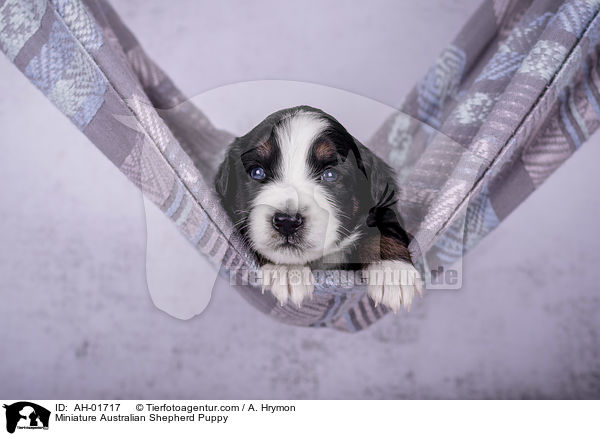 Miniature Australian Shepherd Welpe / Miniature Australian Shepherd Puppy / AH-01717