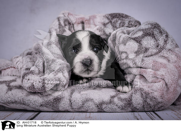 lying Miniature Australian Shepherd Puppy / AH-01718