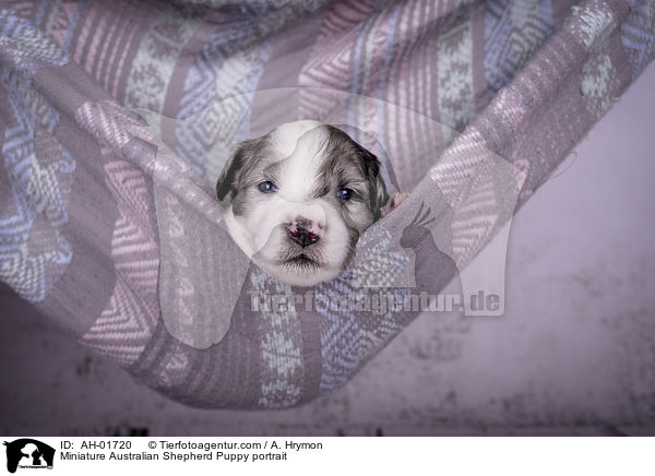 Miniature Australian Shepherd Welpe Portrait / Miniature Australian Shepherd Puppy portrait / AH-01720