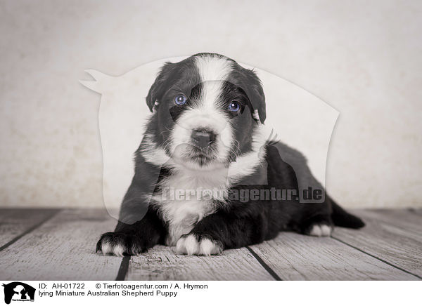 lying Miniature Australian Shepherd Puppy / AH-01722