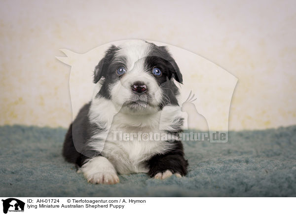lying Miniature Australian Shepherd Puppy / AH-01724