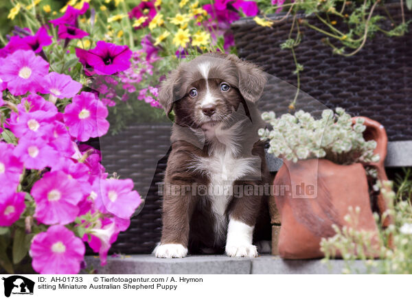 sitting Miniature Australian Shepherd Puppy / AH-01733