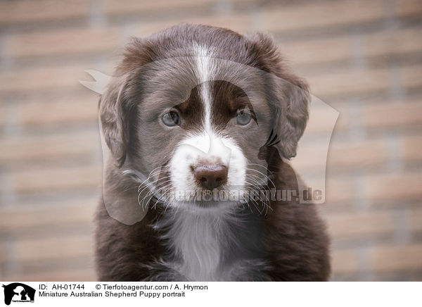 Miniature Australian Shepherd Puppy portrait / AH-01744