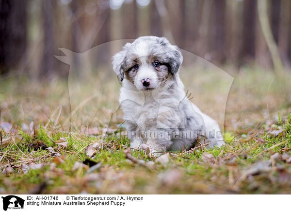 sitting Miniature Australian Shepherd Puppy / AH-01746