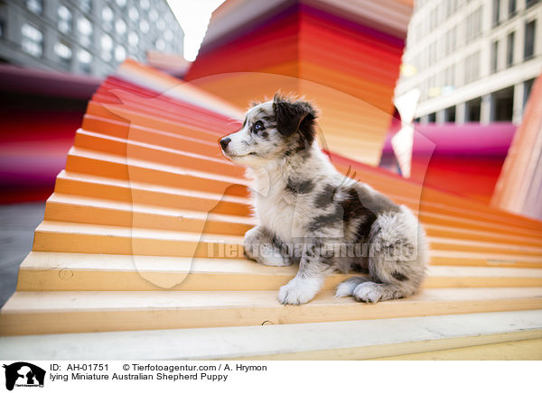lying Miniature Australian Shepherd Puppy / AH-01751