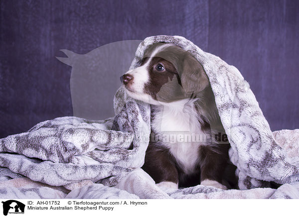 Miniature Australian Shepherd Puppy / AH-01752