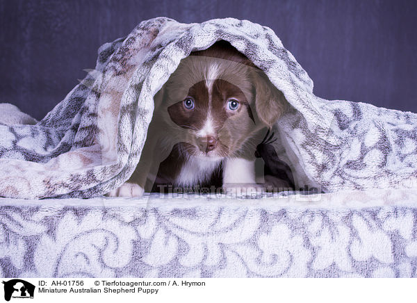 Miniature Australian Shepherd Puppy / AH-01756