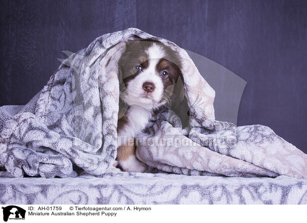 Miniature Australian Shepherd Puppy / AH-01759