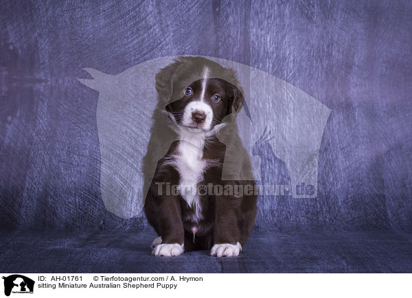 sitting Miniature Australian Shepherd Puppy / AH-01761