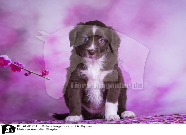 Miniature Australian Shepherd / AH-01764