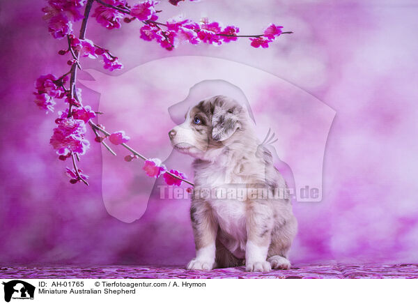 Miniature Australian Shepherd / Miniature Australian Shepherd / AH-01765