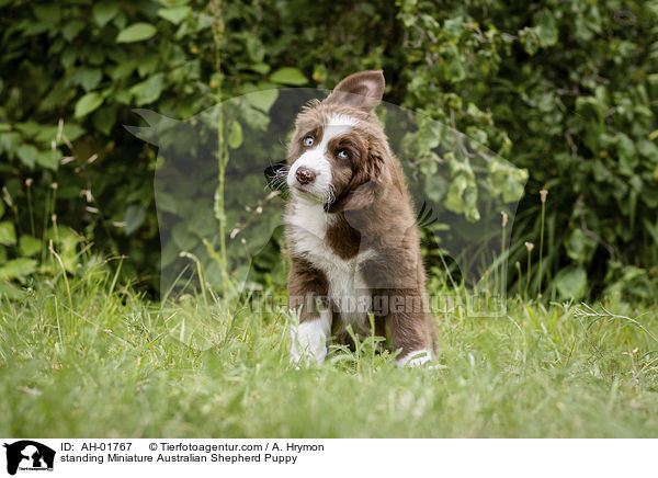 standing Miniature Australian Shepherd Puppy / AH-01767