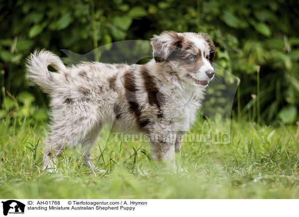 standing Miniature Australian Shepherd Puppy / AH-01768