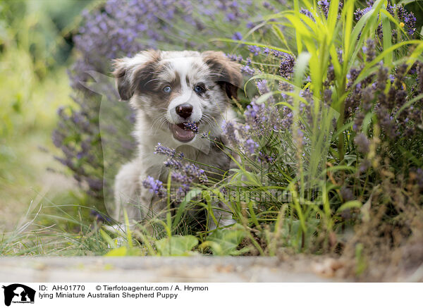 lying Miniature Australian Shepherd Puppy / AH-01770