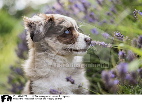 Miniature Australian Shepherd Puppy portrait / AH-01771