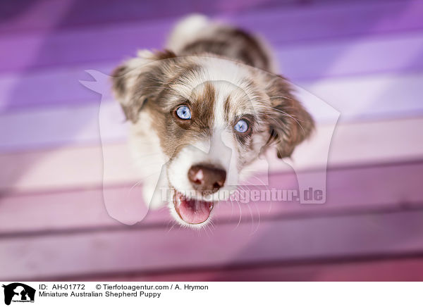 Miniature Australian Shepherd Puppy / AH-01772